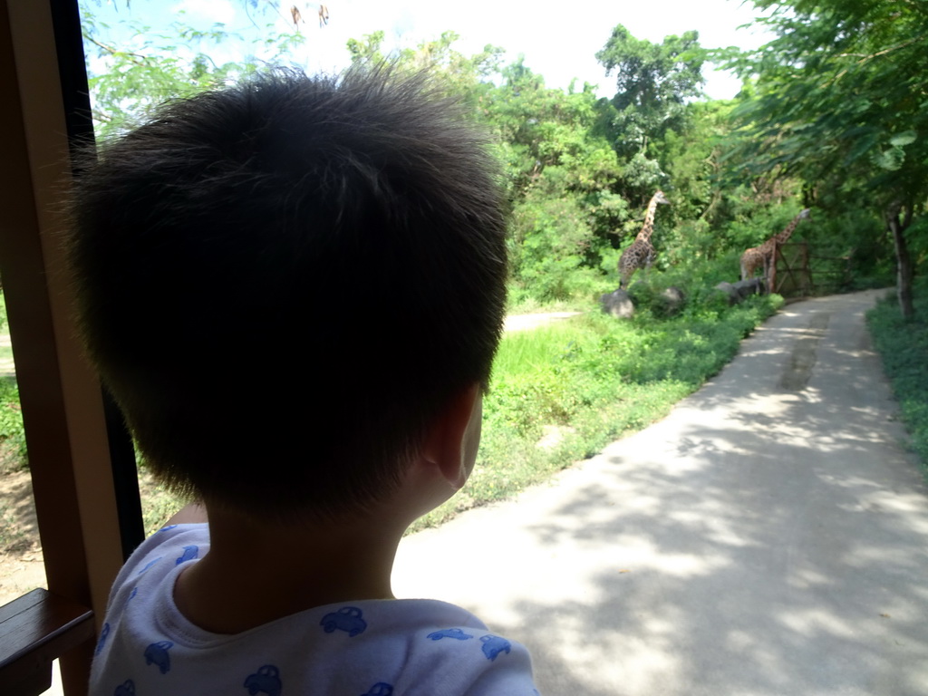 Max in the safari bus at the Bali Safari & Marine Park, with a view on Giraffes