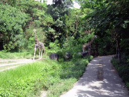 Giraffes, viewed from the safari bus at the Bali Safari & Marine Park