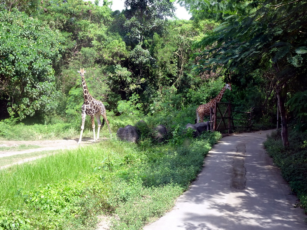Giraffes, viewed from the safari bus at the Bali Safari & Marine Park