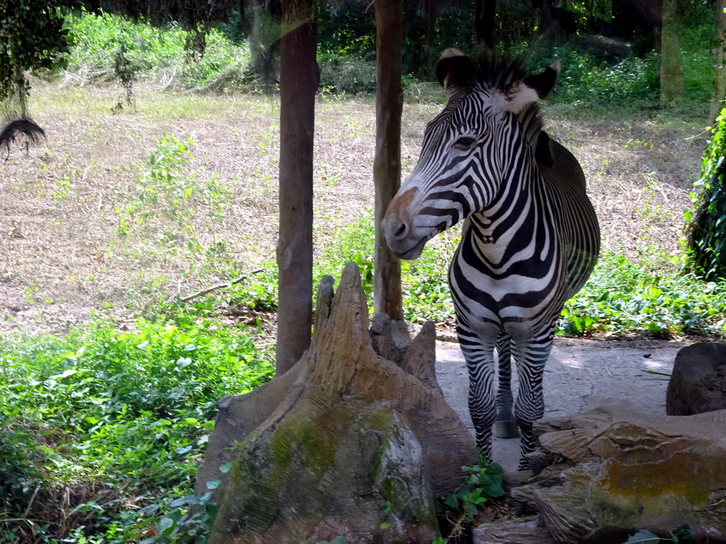 Grévy`s Zebra, viewed from the safari bus at the Bali Safari & Marine Park