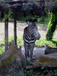 Grévy`s Zebra, viewed from the safari bus at the Bali Safari & Marine Park