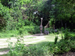 Giraffes, viewed from the safari bus at the Bali Safari & Marine Park