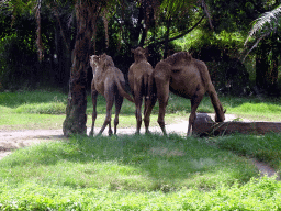 Giraffes, viewed from the safari bus at the Bali Safari & Marine Park