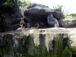 Dromedary Camels, viewed from the safari bus at the Bali Safari & Marine Park