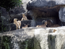 Barbary Sheep, viewed from the safari bus at the Bali Safari & Marine Park