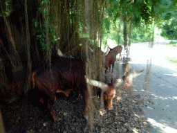 gianyar_159 - 328 kb - 1024x768 - Barbary Sheep, viewed from the safari bus at the Bali Safari & Marine Park Barbary Sheep, viewed from the safari bus at the Bali Safari & Marine Park