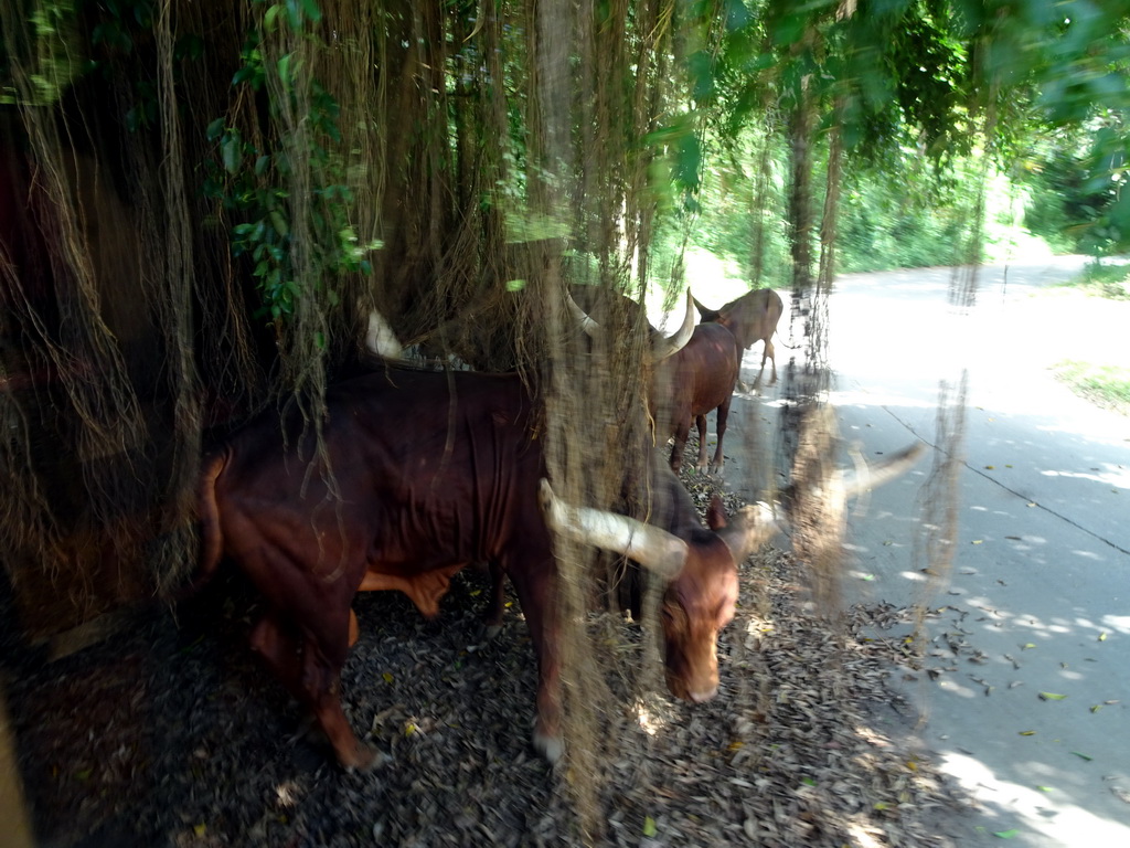 Barbary Sheep, viewed from the safari bus at the Bali Safari & Marine Park