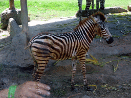 Watusi, viewed from the safari bus at the Bali Safari & Marine Park