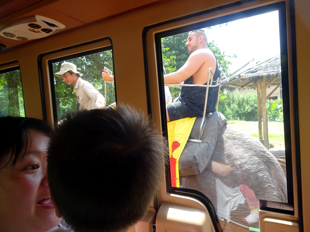 Chapman`s Zebras, viewed from the safari bus at the Bali Safari & Marine Park