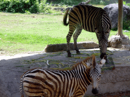 Chapman`s Zebras, viewed from the safari bus at the Bali Safari & Marine Park