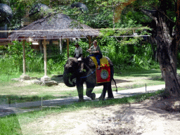 Chapman`s Zebras, viewed from the safari bus at the Bali Safari & Marine Park