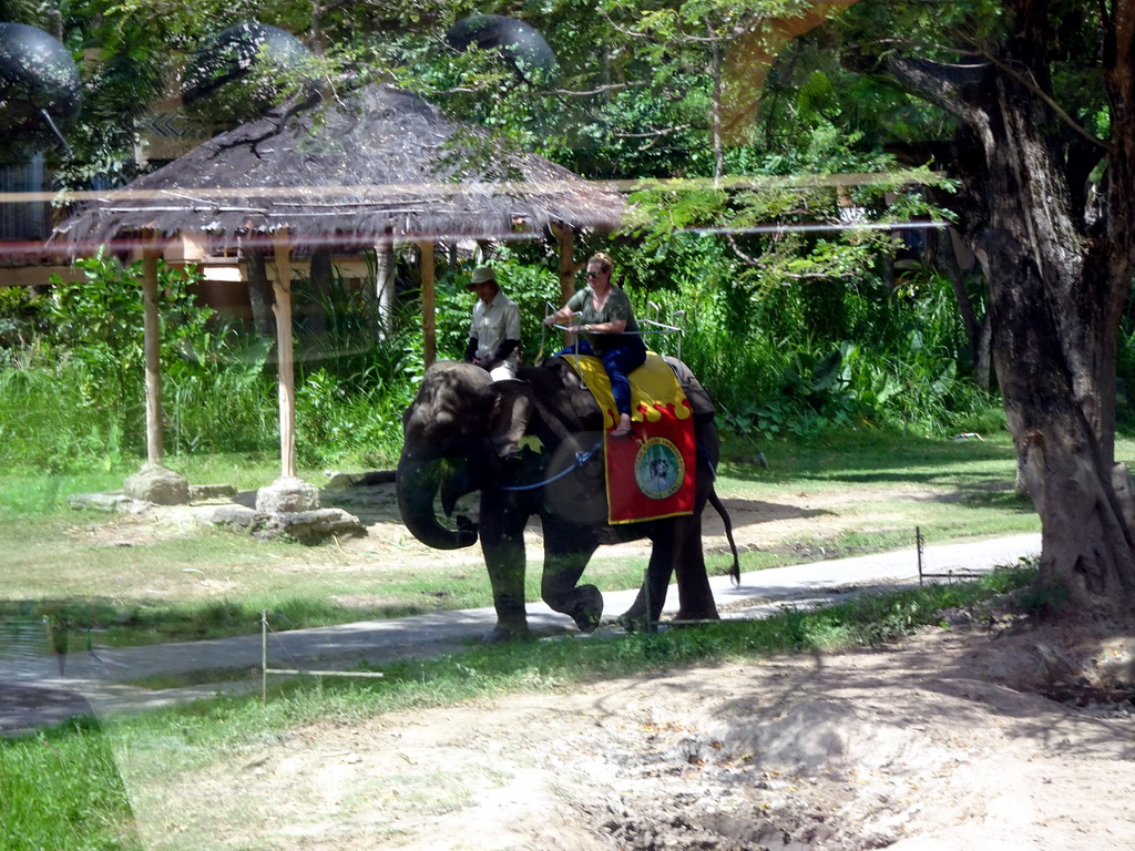 Chapman`s Zebras, viewed from the safari bus at the Bali Safari & Marine Park