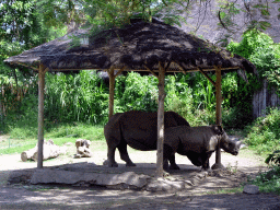 Square-lipped Rhinoceroses, viewed from the safari bus at the Bali Safari & Marine Park