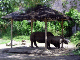 gianyar_168 - 484 kb - 1024x768 - Square-lipped Rhinoceroses, viewed from the safari bus at the Bali Safari & Marine Park Square-lipped Rhinoceroses, viewed from the safari bus at the Bali Safari & Marine Park