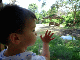 Max in the safari bus at the Bali Safari & Marine Park, with a view on Square-lipped Rhinoceroses