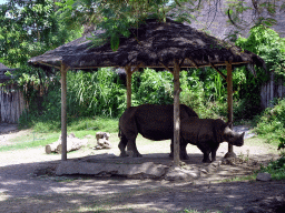 Square-lipped Rhinoceroses, viewed from the safari bus at the Bali Safari & Marine Park