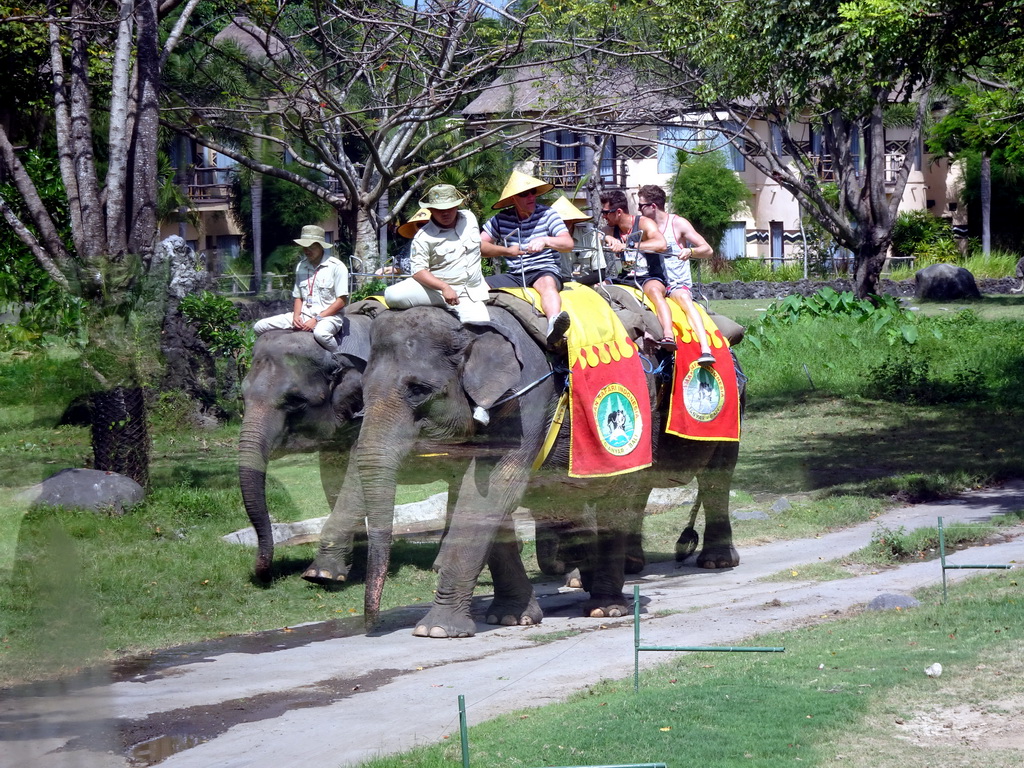 Sumatran Elephant being ridden, viewed from the safari bus at the Bali Safari & Marine Park