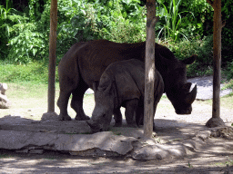 Square-lipped Rhinoceroses, viewed from the safari bus at the Bali Safari & Marine Park