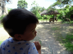Max in the safari bus at the Bali Safari & Marine Park, with a view on Square-lipped Rhinoceroses