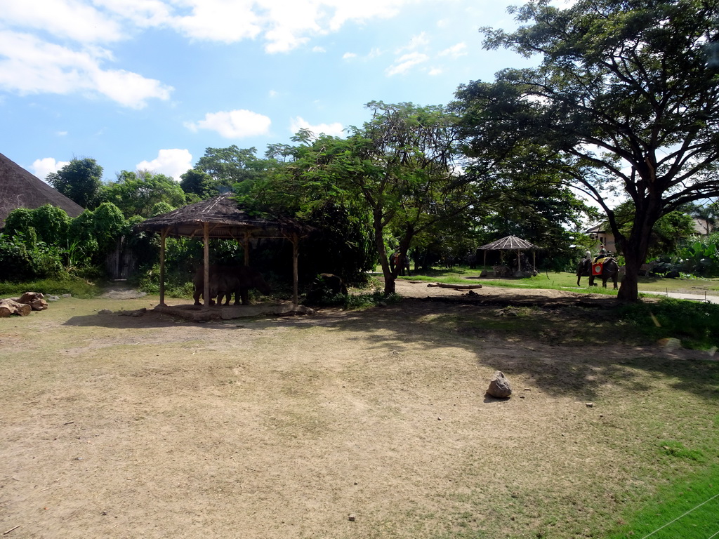 Square-lipped Rhinoceroses and a Sumatran Elephant being ridden, viewed from the safari bus at the Bali Safari & Marine Park