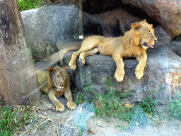 Lions, viewed from the safari bus at the Bali Safari & Marine Park