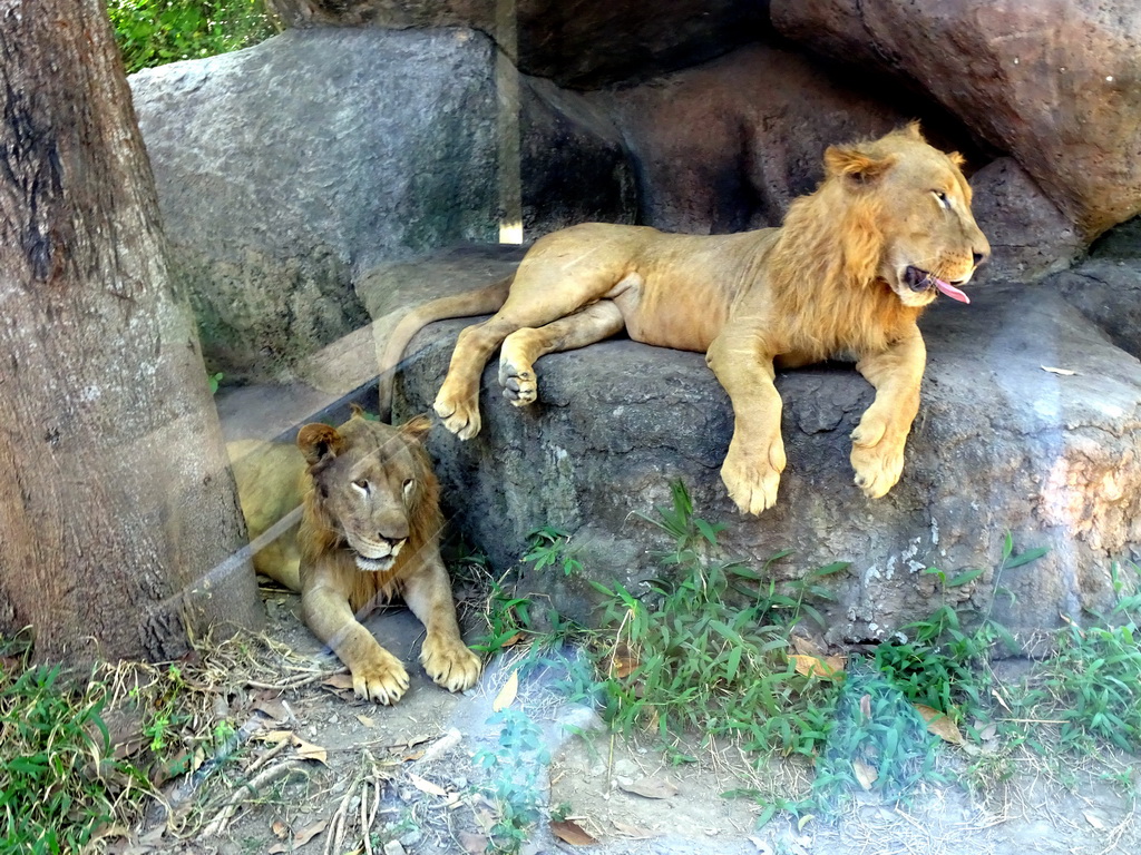 Lions, viewed from the safari bus at the Bali Safari & Marine Park