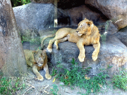 Lions, viewed from the safari bus at the Bali Safari & Marine Park
