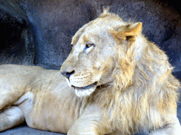 Lion, viewed from the safari bus at the Bali Safari & Marine Park