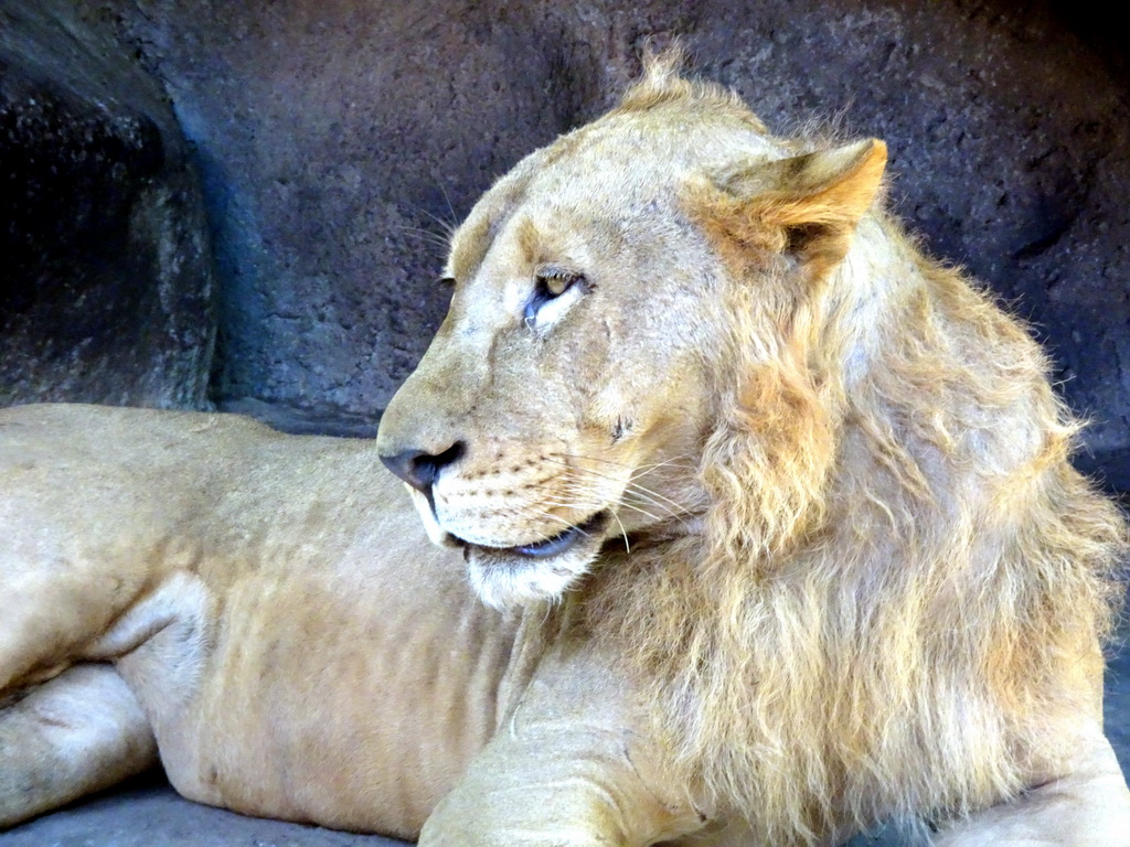 Lion, viewed from the safari bus at the Bali Safari & Marine Park