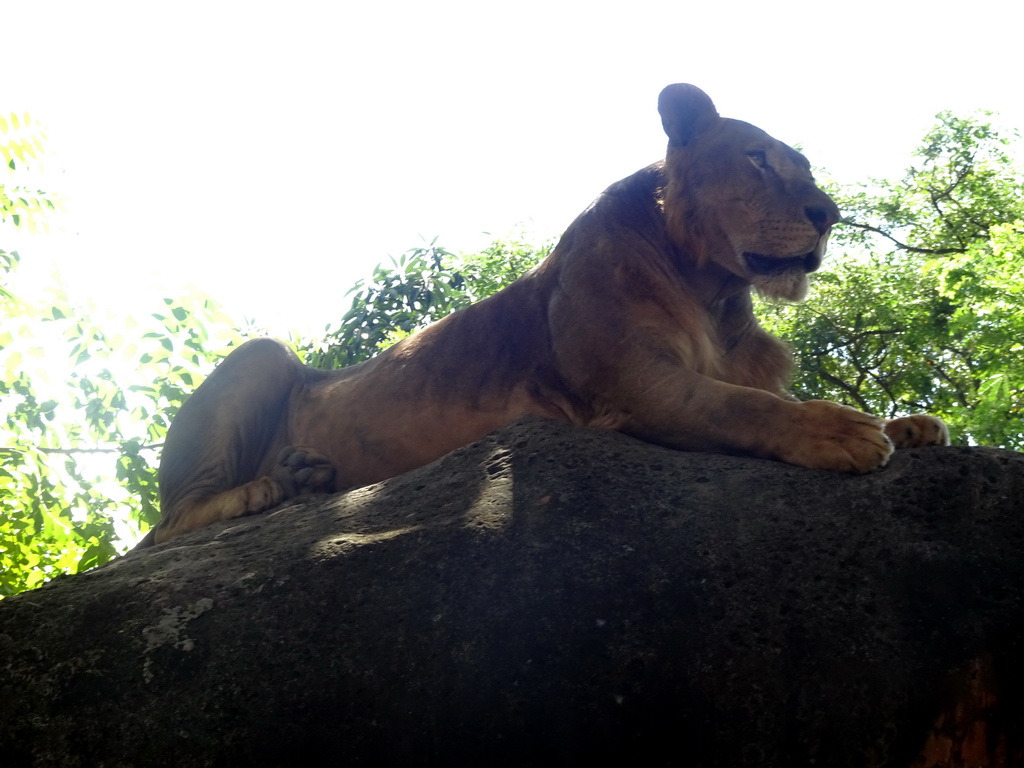 Lion, viewed from the safari bus at the Bali Safari & Marine Park