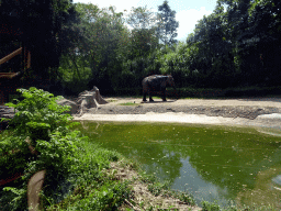 Sumatran Elephant, viewed from the safari bus at the Bali Safari & Marine Park