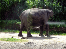 Sumatran Elephant, viewed from the safari bus at the Bali Safari & Marine Park