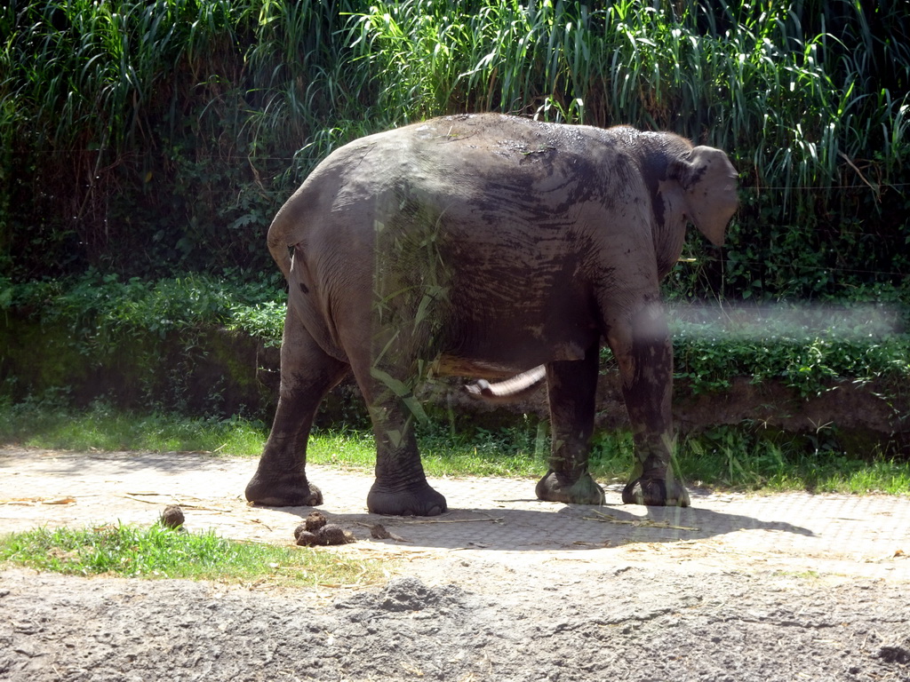 Sumatran Elephant, viewed from the safari bus at the Bali Safari & Marine Park