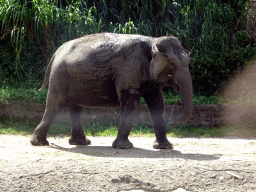 Sumatran Elephant, viewed from the safari bus at the Bali Safari & Marine Park