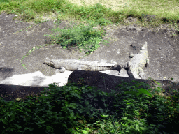 Crocodiles, viewed from the safari bus at the Bali Safari & Marine Park