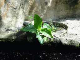 Komodo Dragon at the Bali Safari & Marine Park