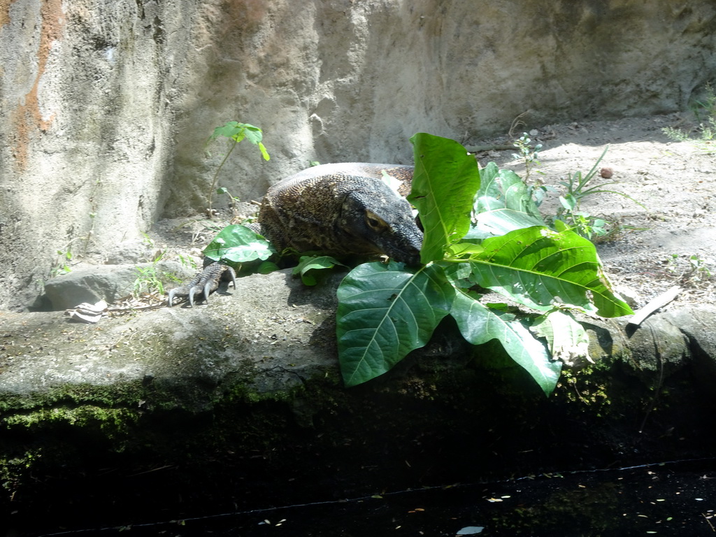 Komodo Dragon at the Bali Safari & Marine Park