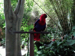 Scarlet Macaw at the Banyan Court at the Bali Safari & Marine Park