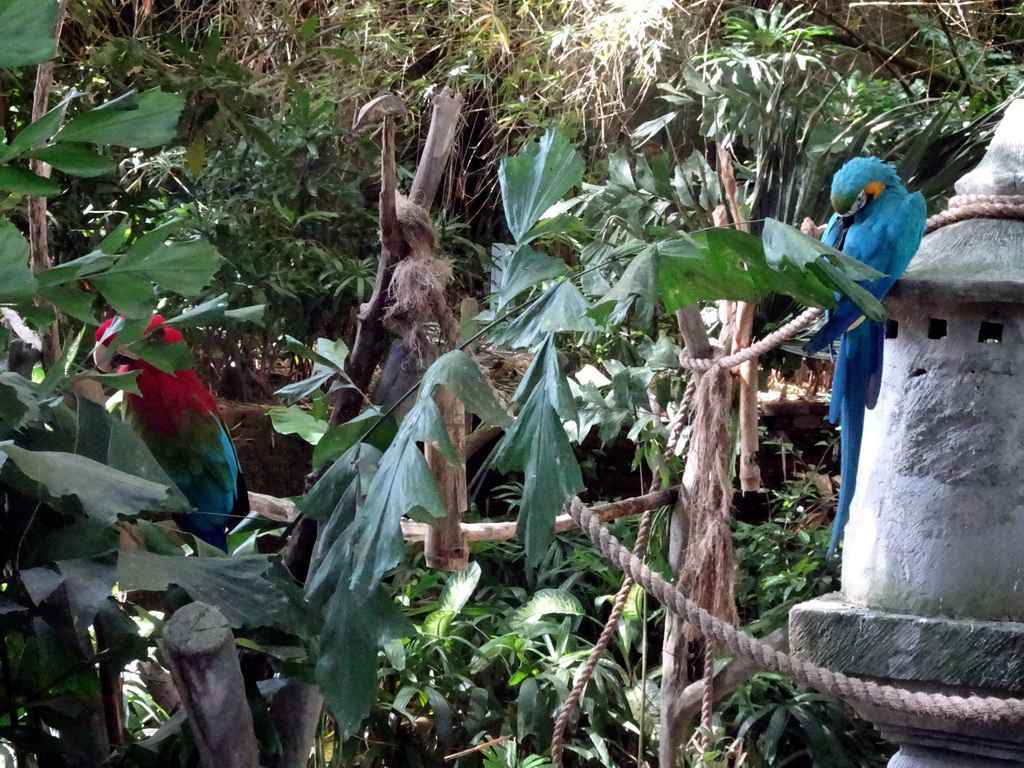 Scarlet Macaw and Blue-and-yellow Macaw at the Banyan Court at the Bali Safari & Marine Park