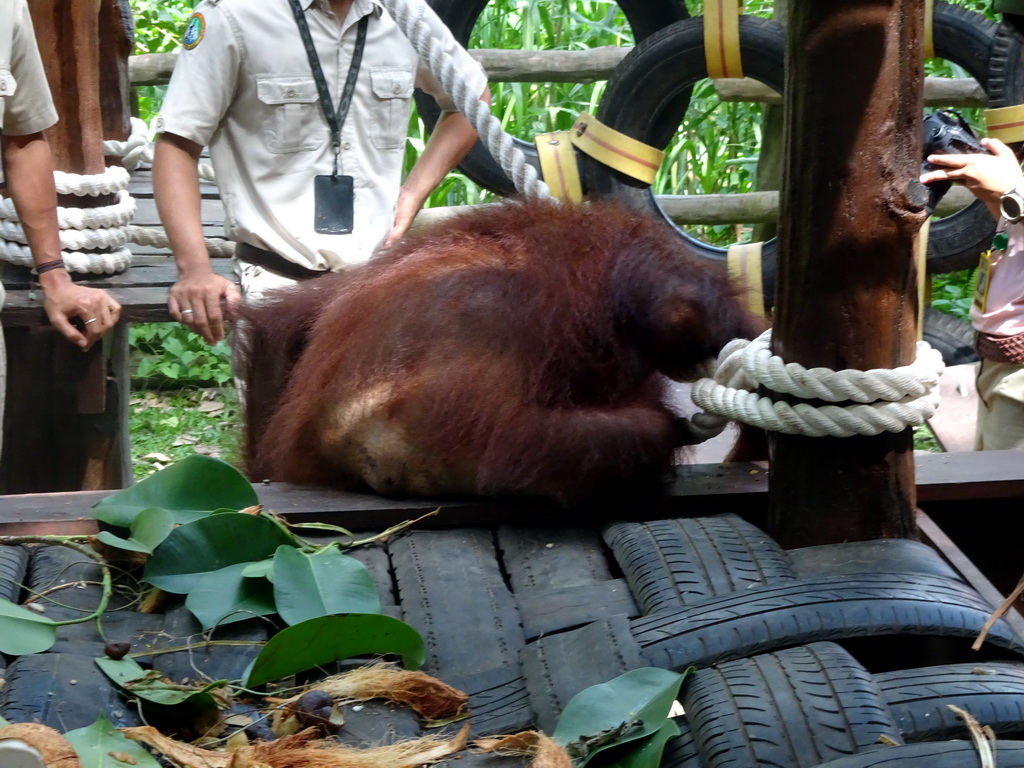 Sumatran Orangutan at the Banyan Court at the Bali Safari & Marine Park