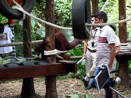 Sumatran Orangutan at the Banyan Court at the Bali Safari & Marine Park
