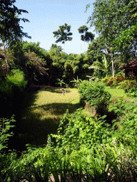 gianyar_195 - 549 kb - 768x1024 - Rice field, viewed from the Ganesha Court at the Bali Safari & Marine Park Rice field, viewed from the Ganesha Court at the Bali Safari & Marine Park