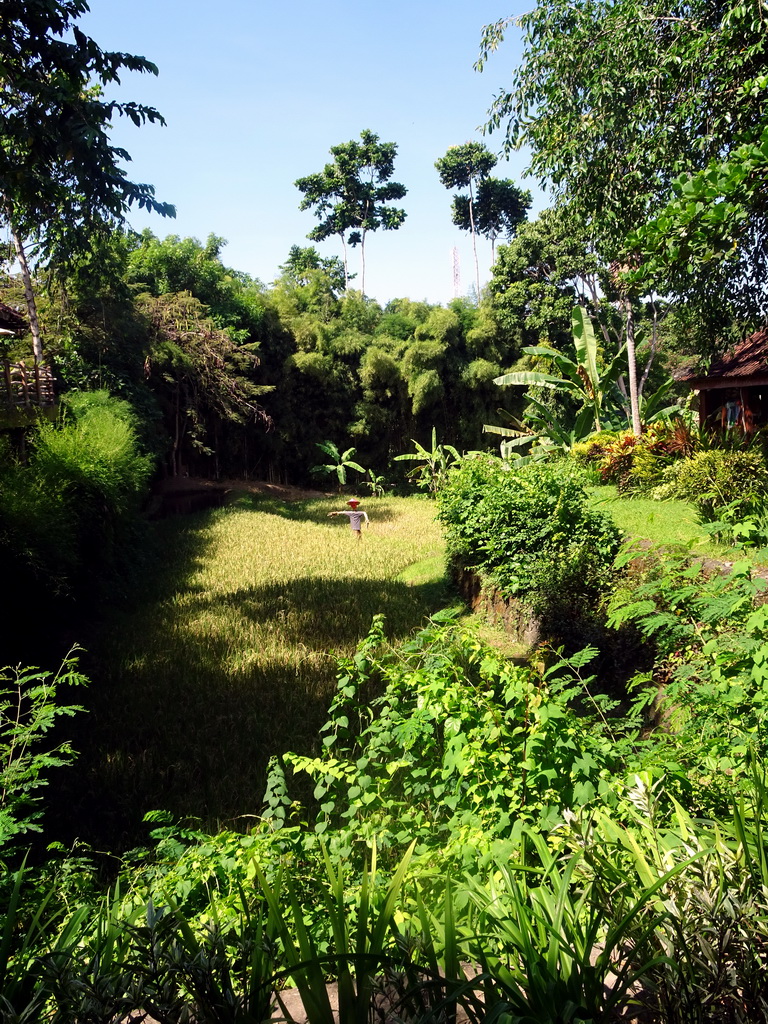 Rice field, viewed from the Ganesha Court at the Bali Safari & Marine Park