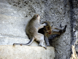 Monkeys at the replica of the Gunung Kawi temple, at the Ganesha Court at the Bali Safari & Marine Park