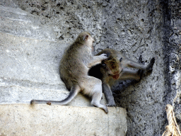 gianyar_198 - 464 kb - 1024x768 - Monkeys at the replica of the Gunung Kawi temple, at the Ganesha Court at the Bali Safari & Marine Park Monkeys at the replica of the Gunung Kawi temple, at the Ganesha Court at the Bali Safari & Marine Park