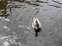 Duck in the canal along the Dominee T.O. Hylkemaweg street, viewed from our tour boat