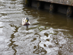 Duck in the Binnenpad canal, viewed from our tour boat