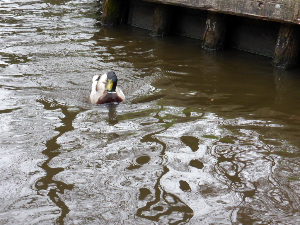 Duck in the Binnenpad canal, viewed from our tour boat