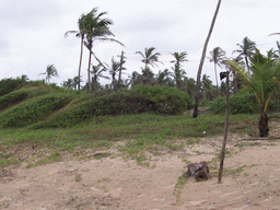 Hills and trees at Colva Beach