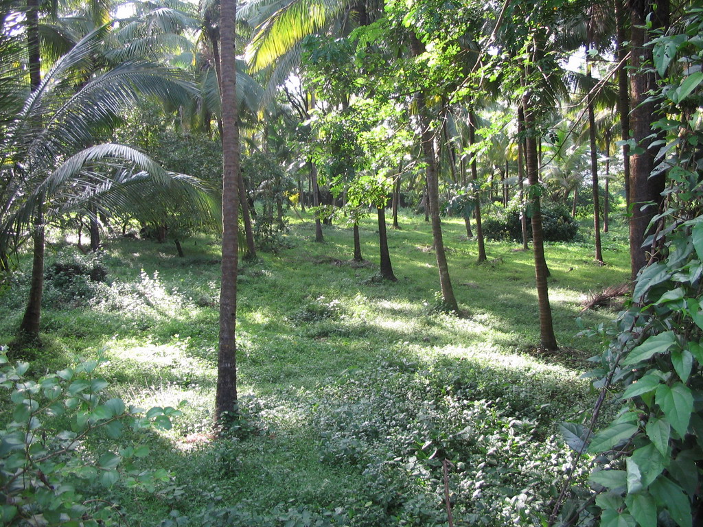 Trees and plants at Old Goa